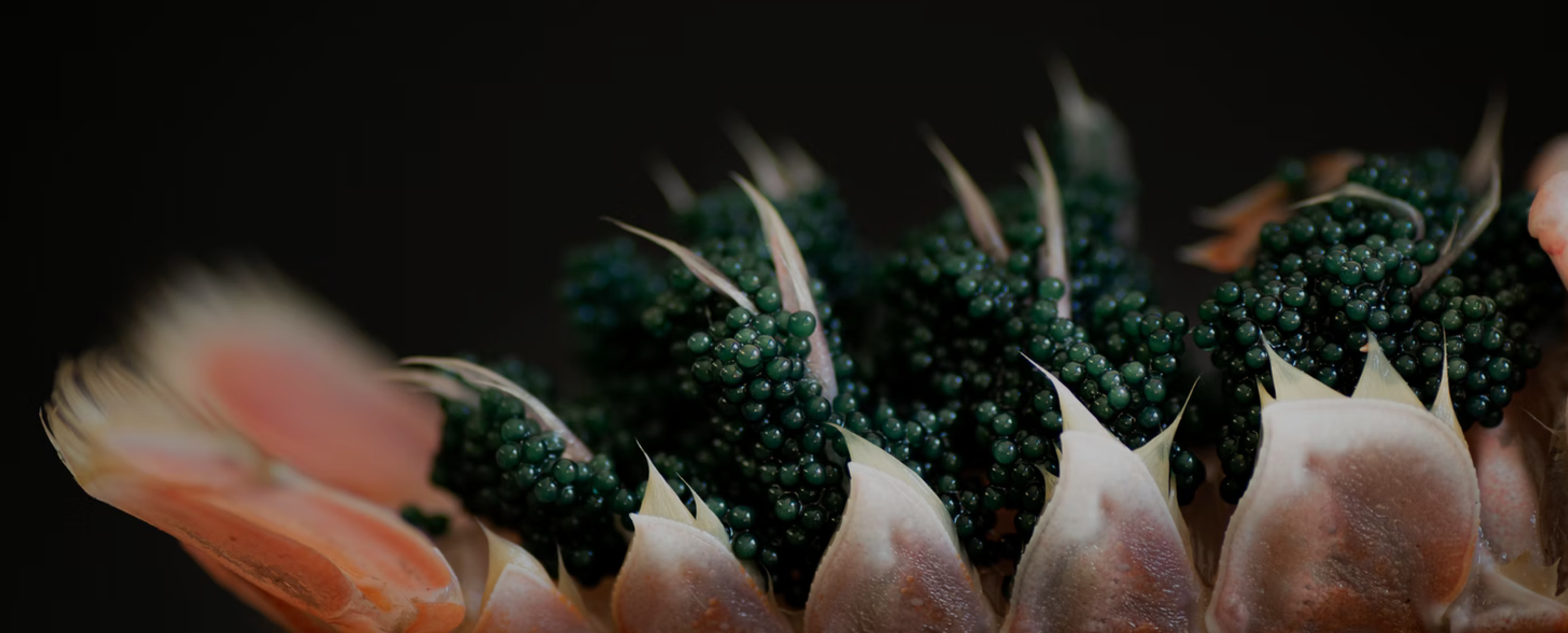 crevette au caviar cuisiné à la vodka Summum